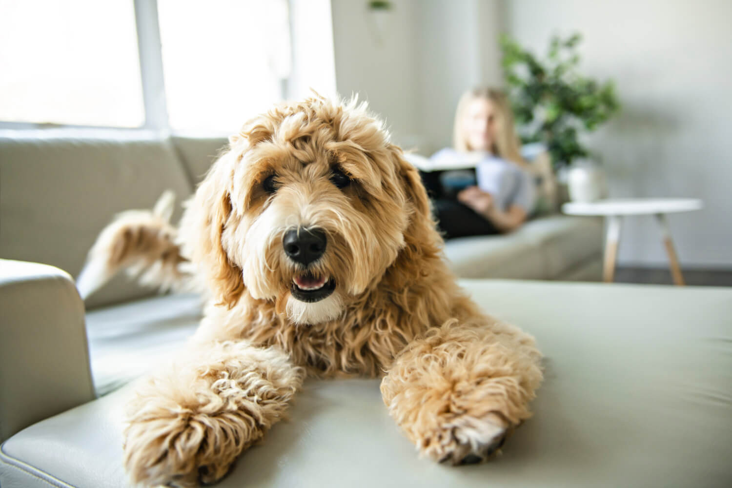 a dog lying on a table